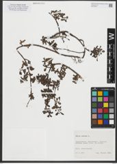 Foto von Salix retusa L.